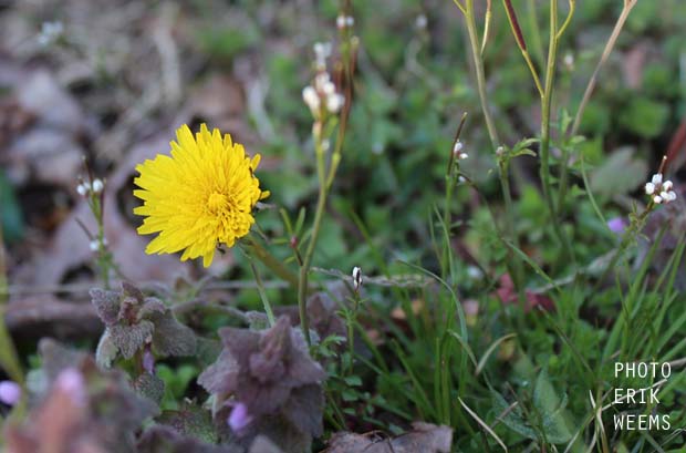 Spring Flowers in Chesterfield Virginia