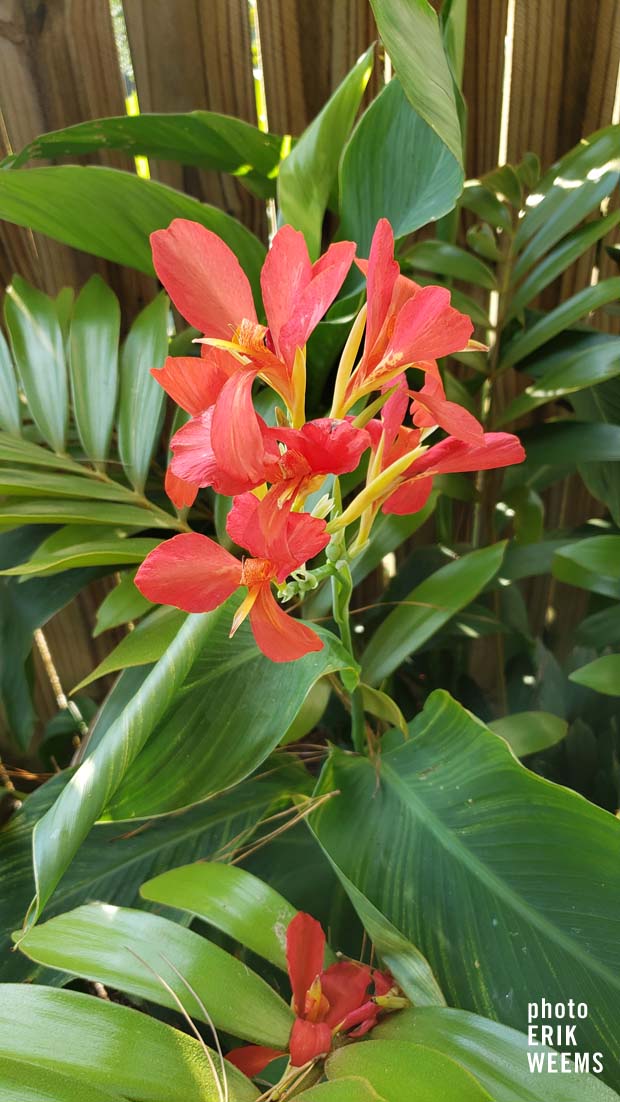 Flowers and Palms Chesterfield Virginia
