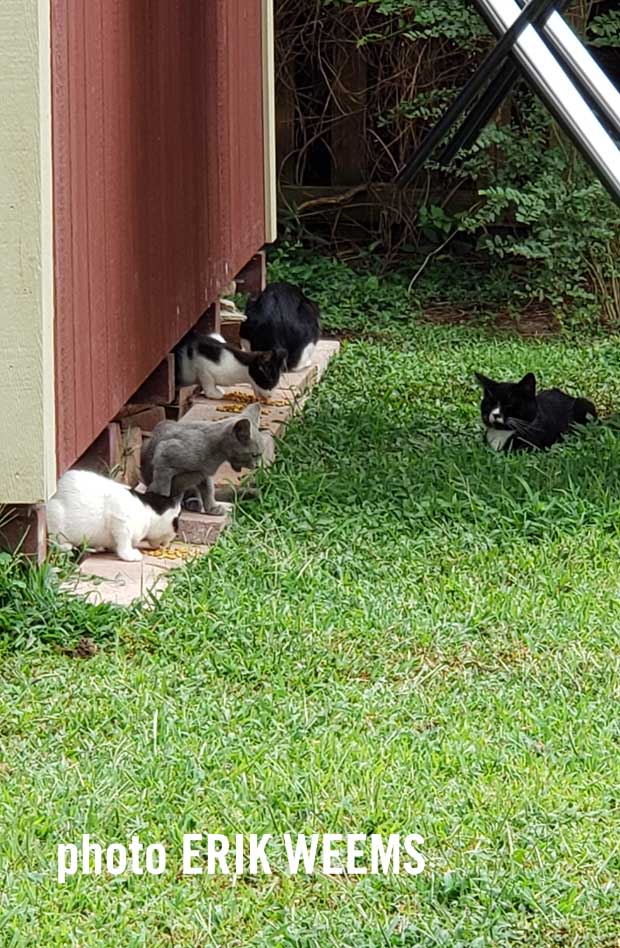 Cat patrol Chesterfield Virginia