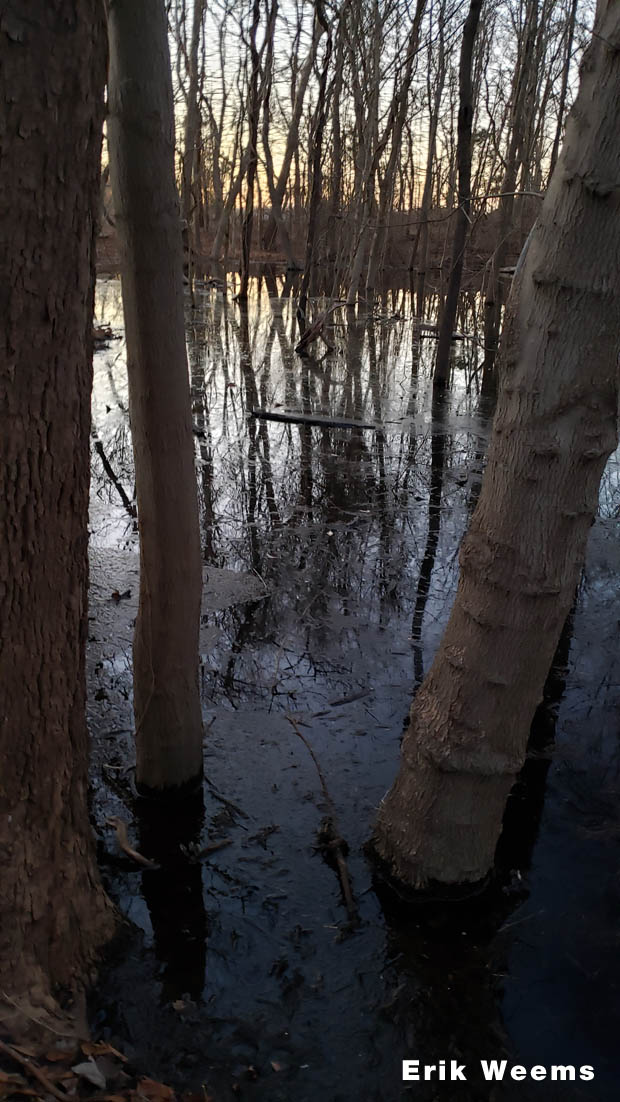 Chesterfield Cold Swampland