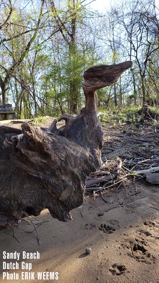 Driftwood at Dutch Gap in Chesterfield Virginia