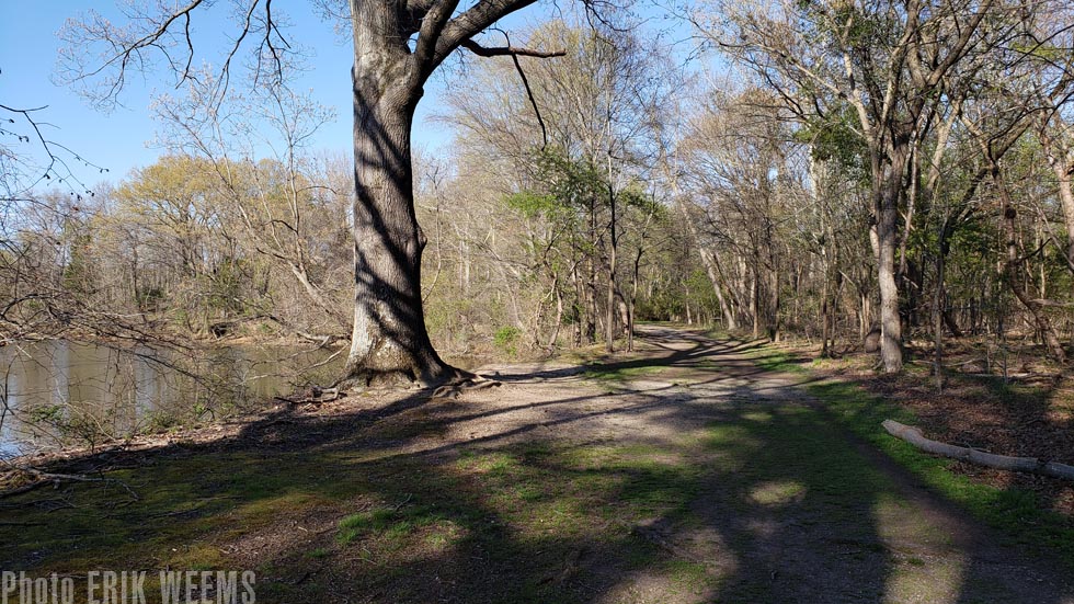 Green spring growth at Dutch Gap Chesterfield Virginia