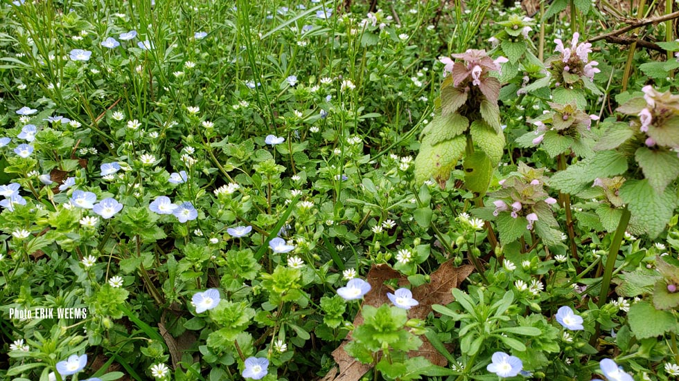 Wildflower growth Chesterfield Virginia