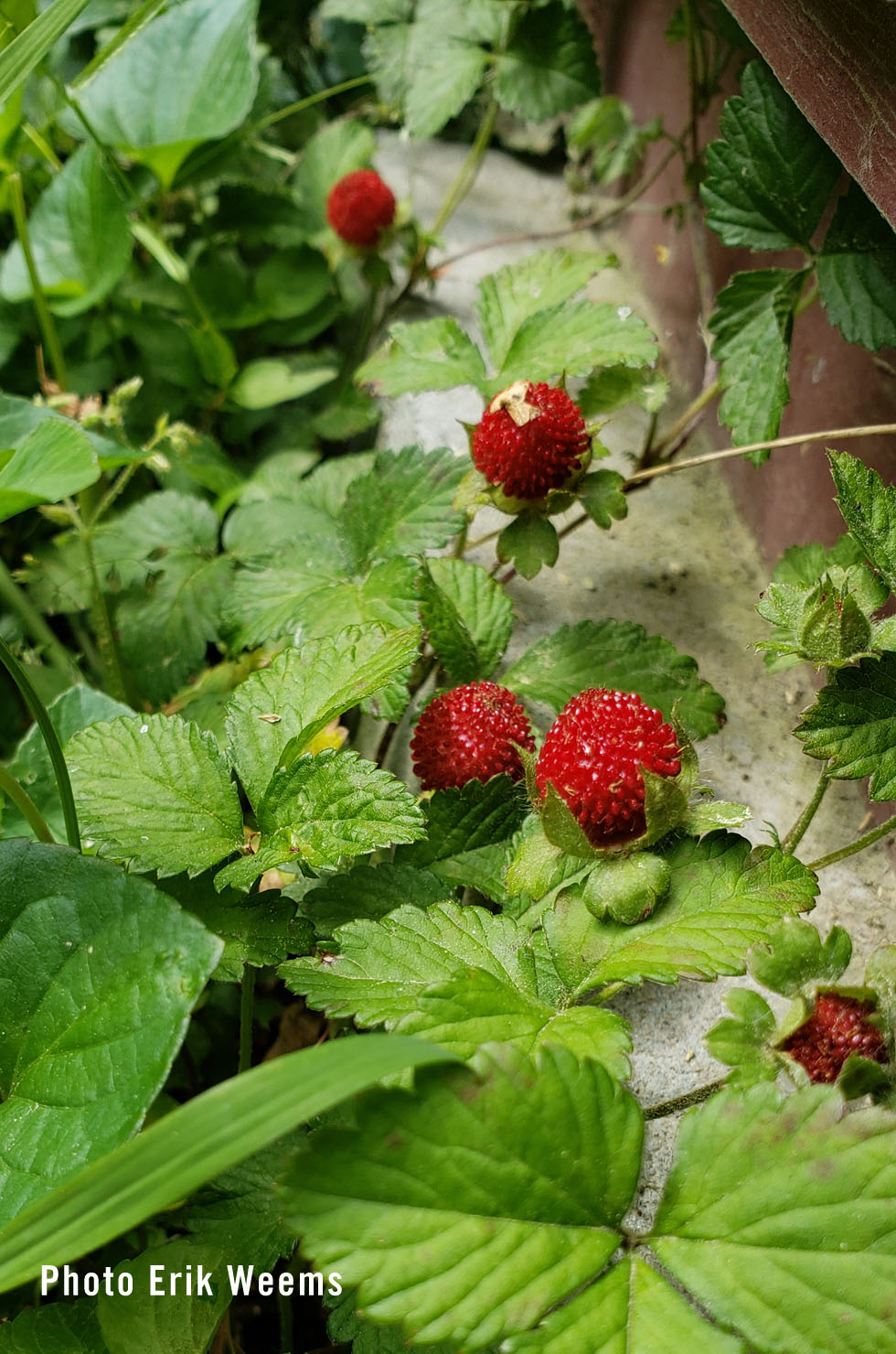 Wild Strawberries
