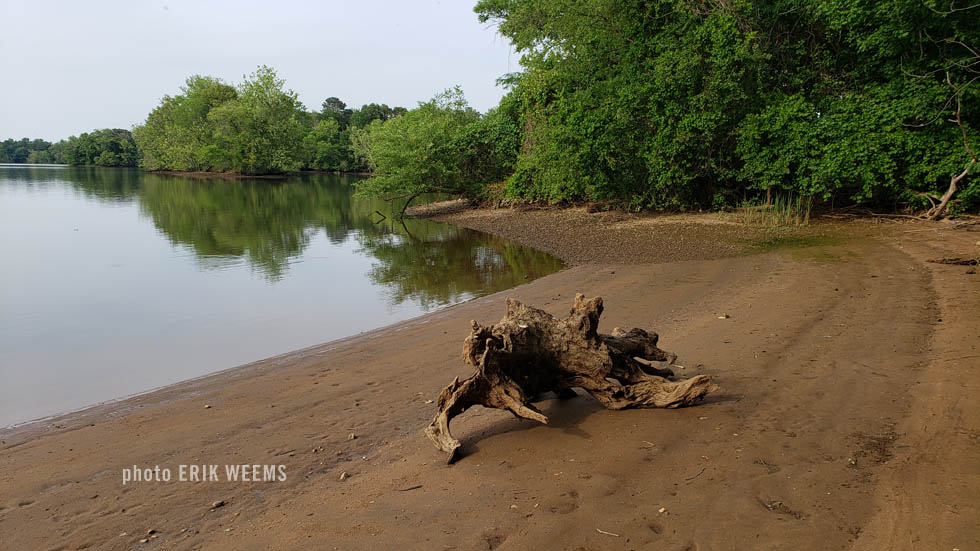 Drift wood Dutch Gap