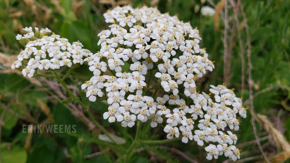 White wild flowers in Chesterfield