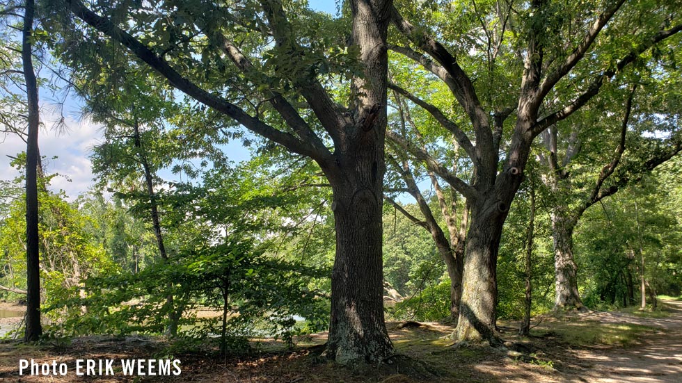 Forest trees Chesterfield