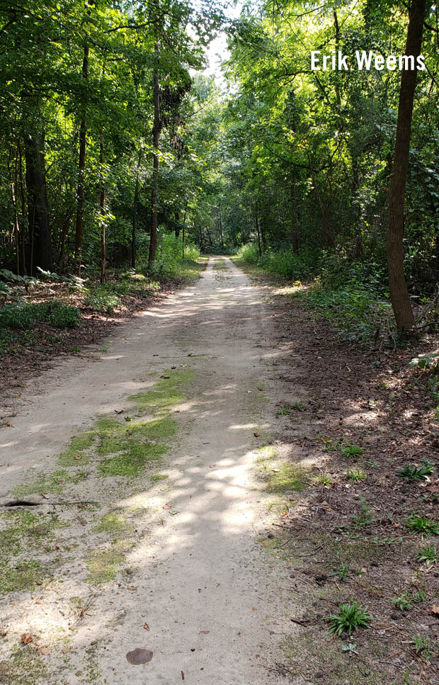 Forest road in Chesterfield