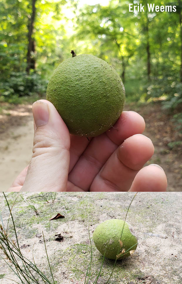 Tree Seed in Chesterfield Virginia