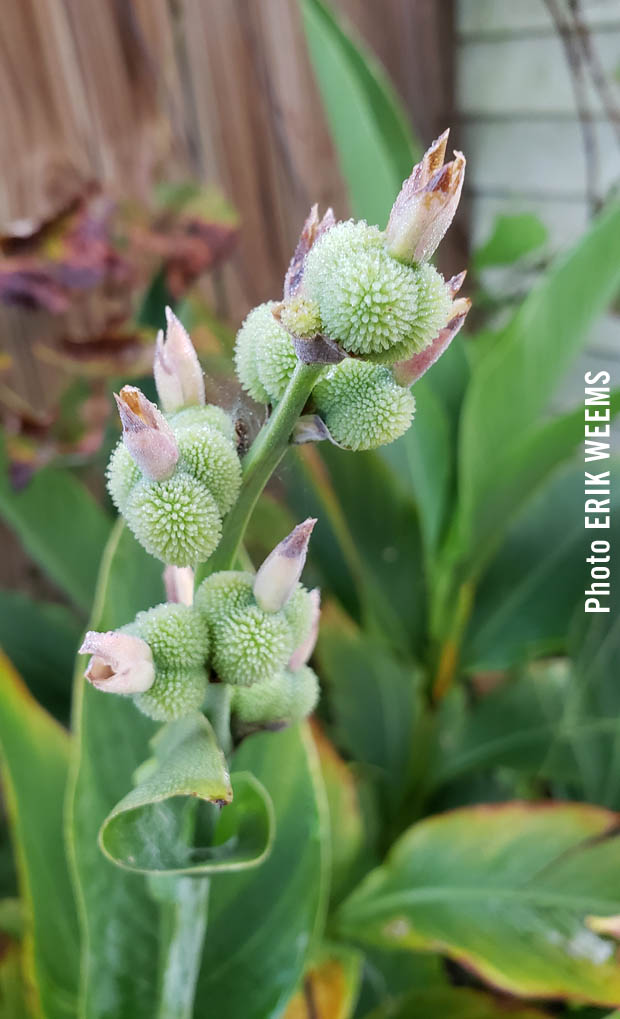 Green Bursting Plant
