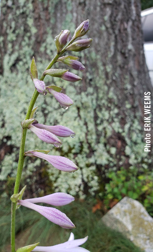 Hostas Plant rain water