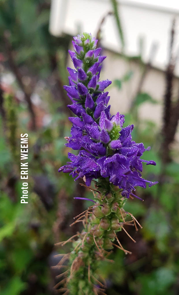Purple Plant Erik Weems