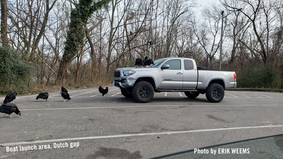 Black vultures Chesterfield Dutch Gap