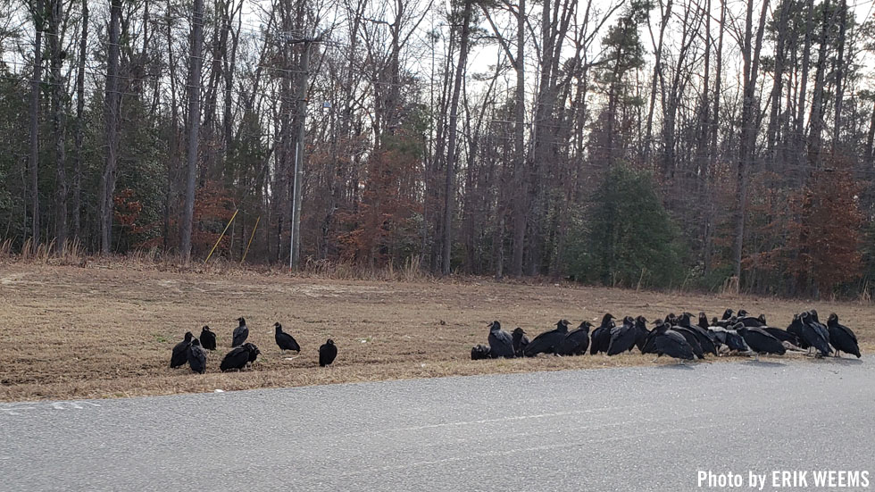 Black Vultures