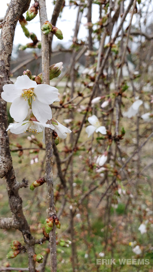 Cherry Blossom Blooms in Chesterfield