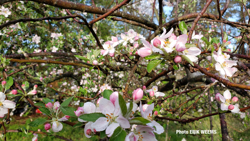 Apple BLossom Tree Spring