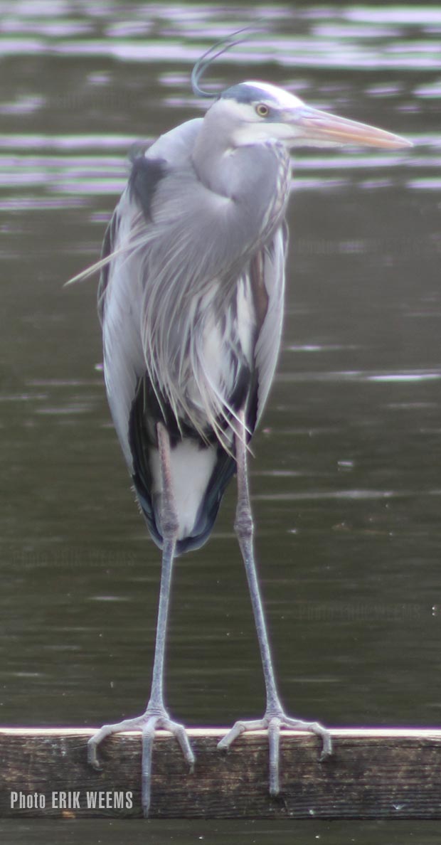 Heron Bird