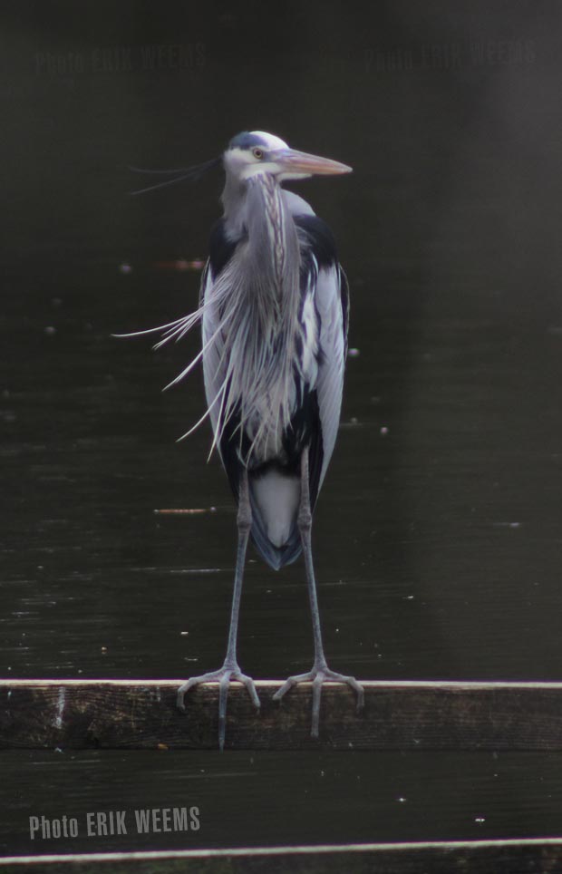 Heron Bird in Chesterfield