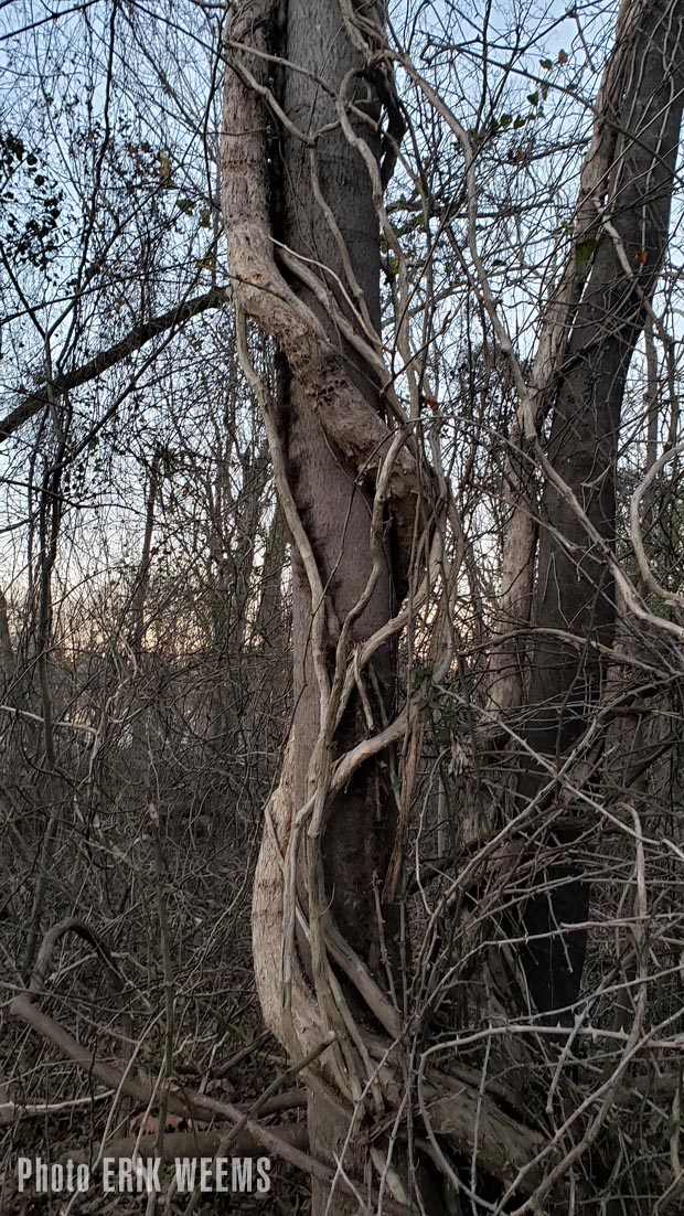 Tree at James River and Dutch Gap