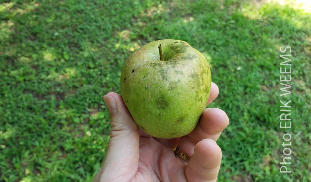 Wild Apple