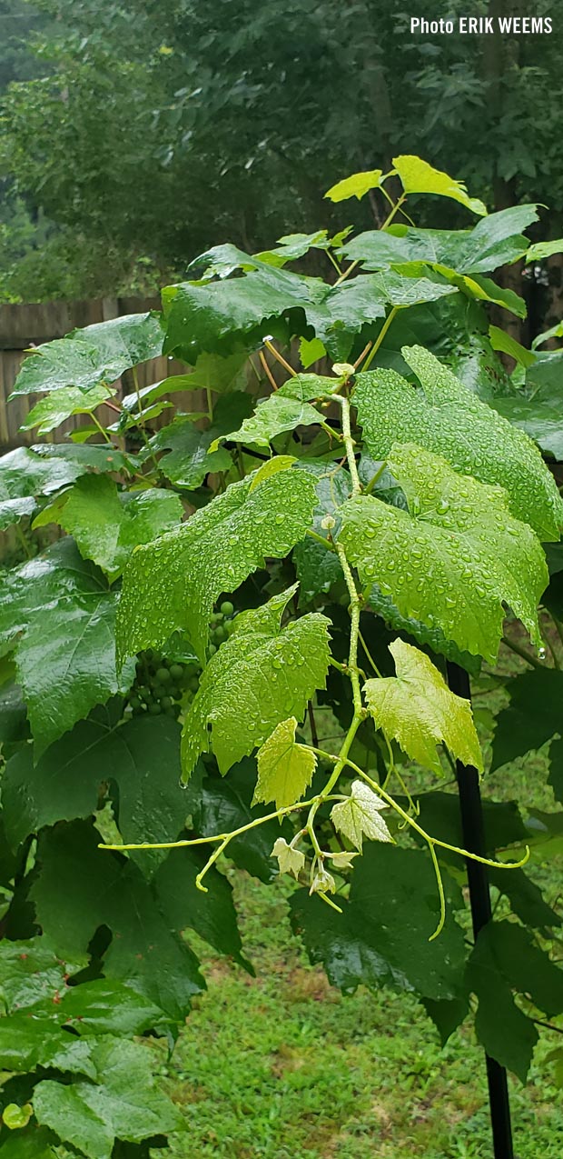 Grapevine in Chesterfield