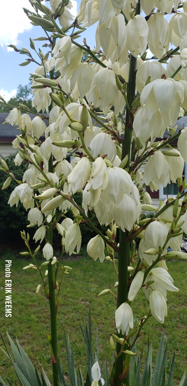 Yucca Chesterfield