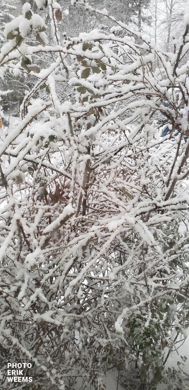 Blackberry Bush snowed over in Chesterfield Virginia