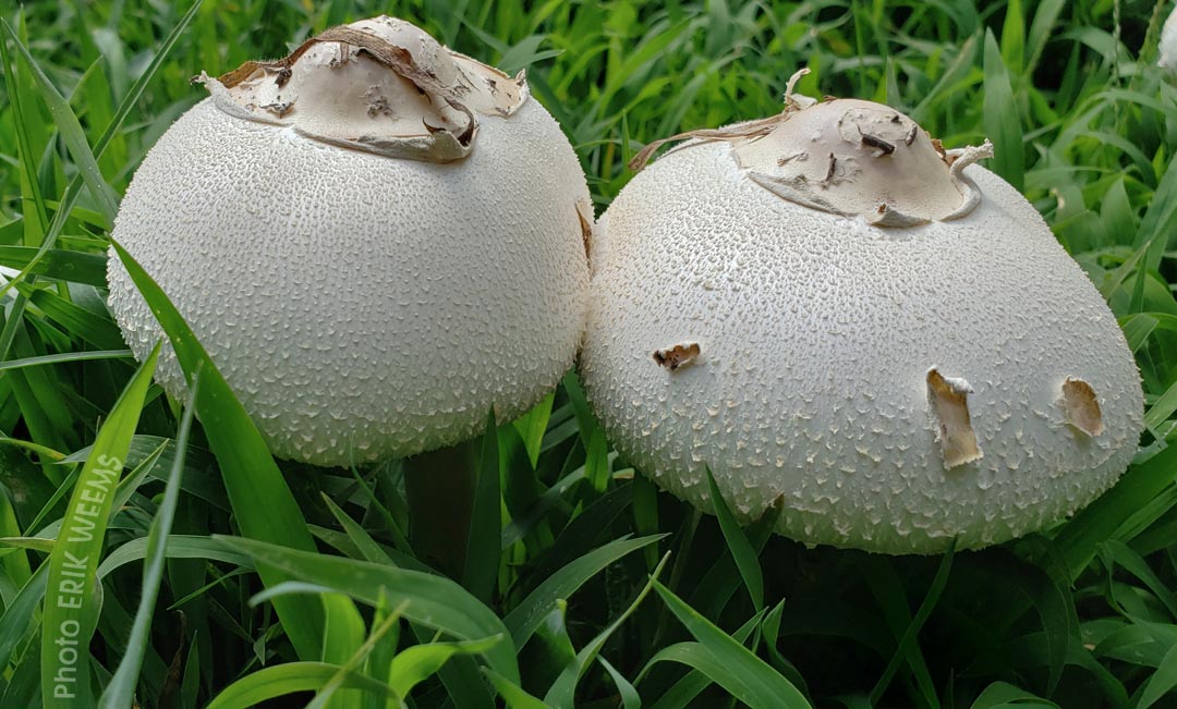 Mushrooms Chesterfield County