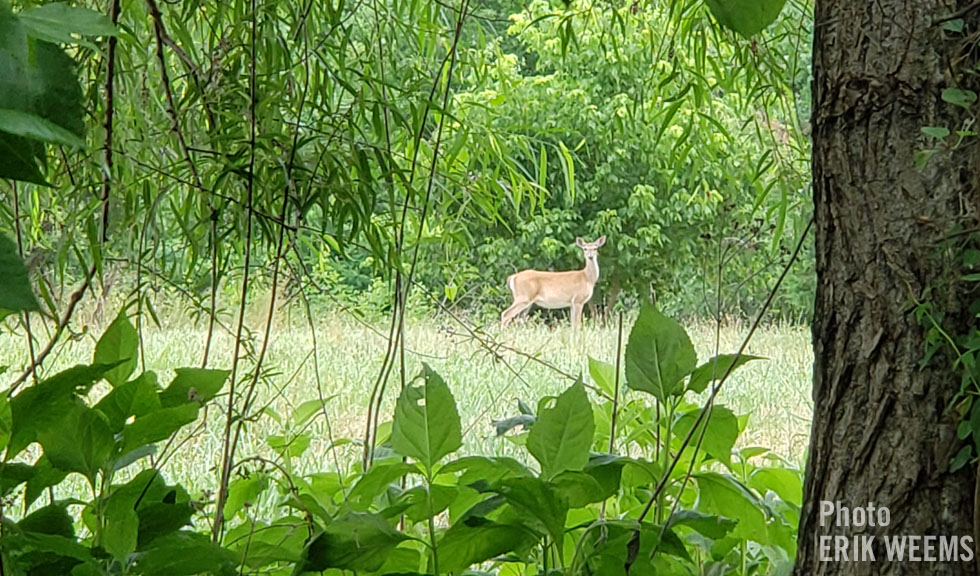 Deer in forest in Chesterfield