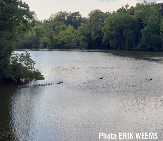 Ducks and Geese crosing waters in Chesterfield